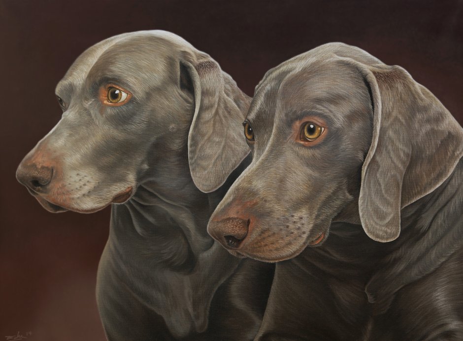 William Wegman фотограф