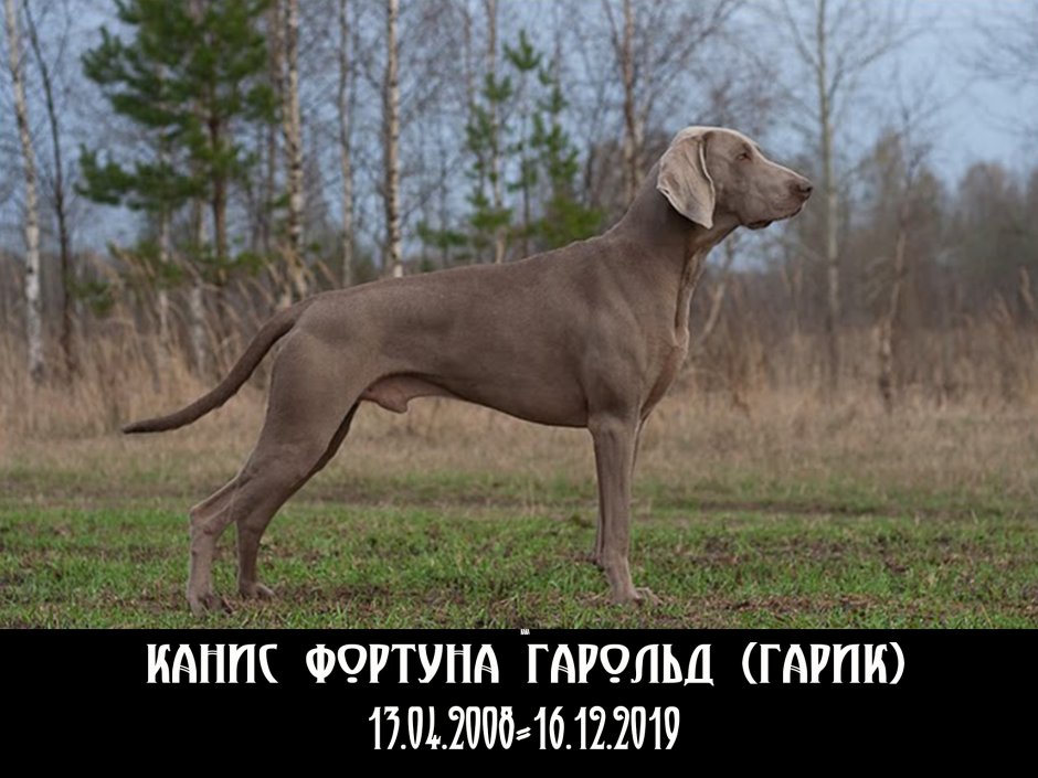 Веймаранер бежевый