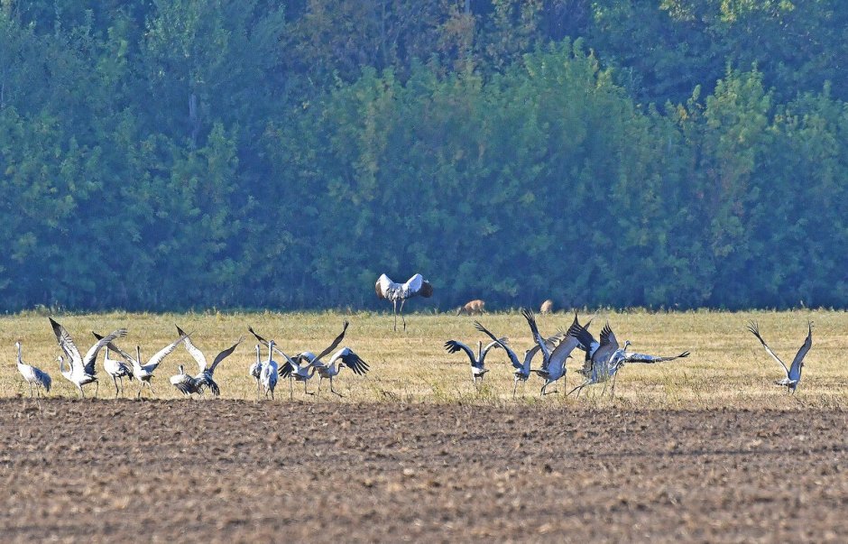 Журавли в поле