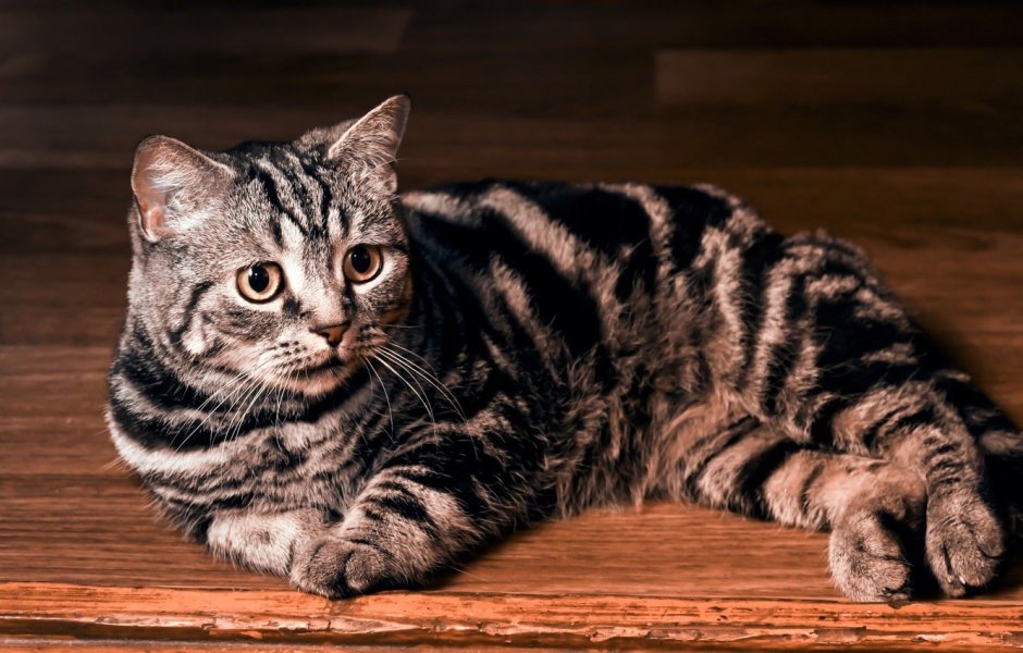 Британский короткошерстный кот полосатый