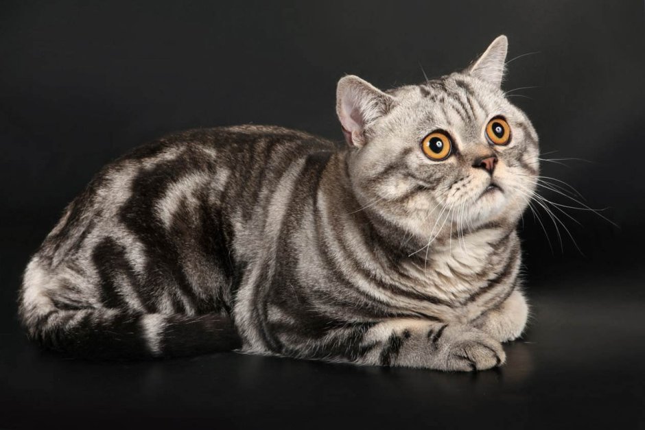 Шотландская прямоухая скоттиш