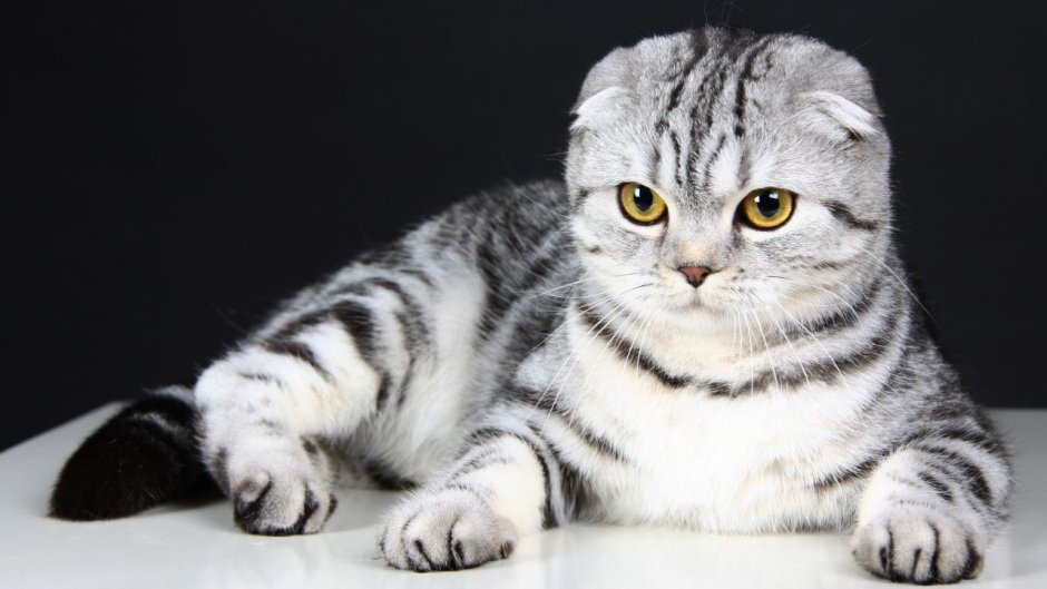Белый полосатый вислоухий кот