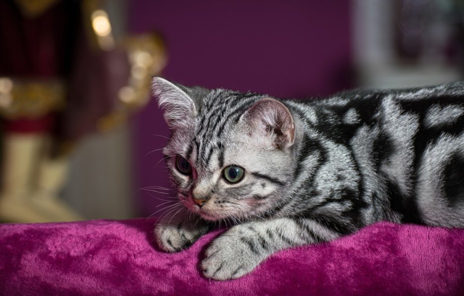 Американская короткошёрстная кошка