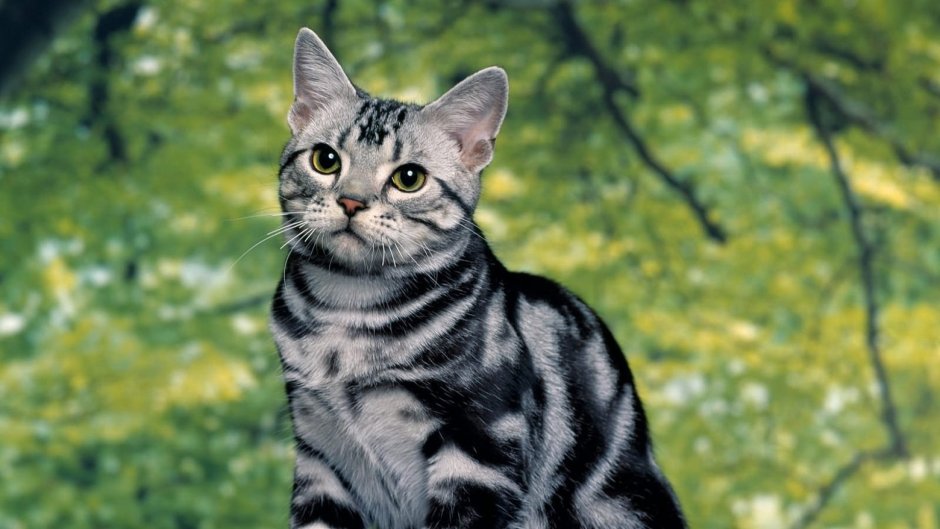 Американская короткошерстная кошка котята