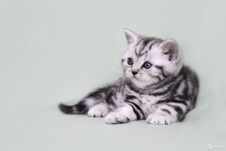 Британский кот вискас мраморный