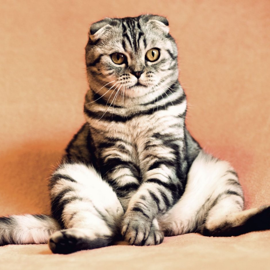 Шотландский вислоухий кот полосатый