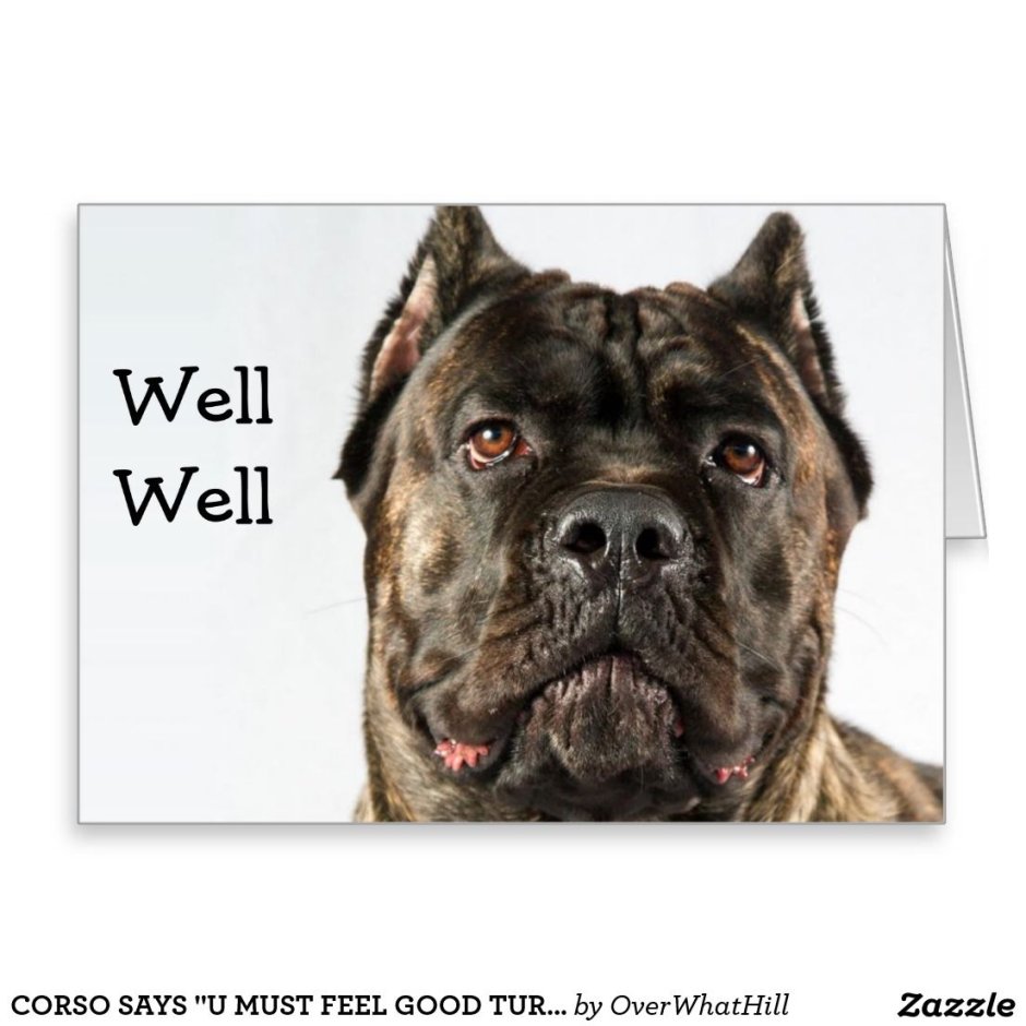 Cane Corso Мария Иванова