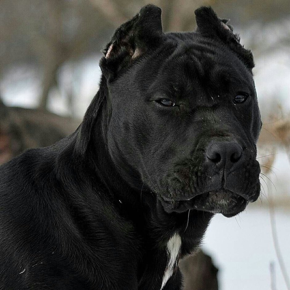 Cane Corso Snow Shenanigans brought to you by senza tempo Cane Corso