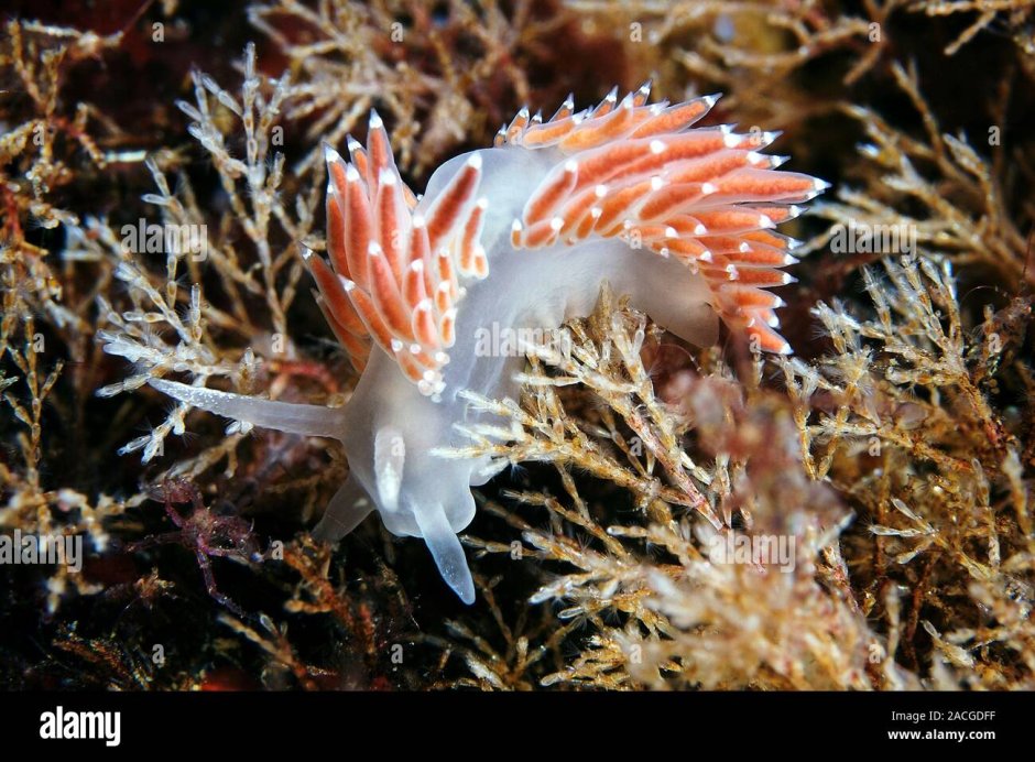 Подводный мир белого моря