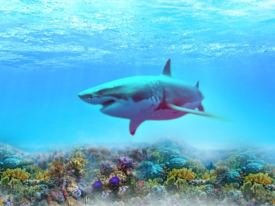 Подводный мир белого моря