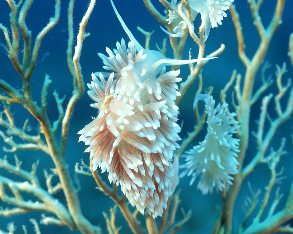 Кораллы актинии морские водоросли