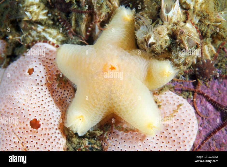 Pteraster militaris звезда морская