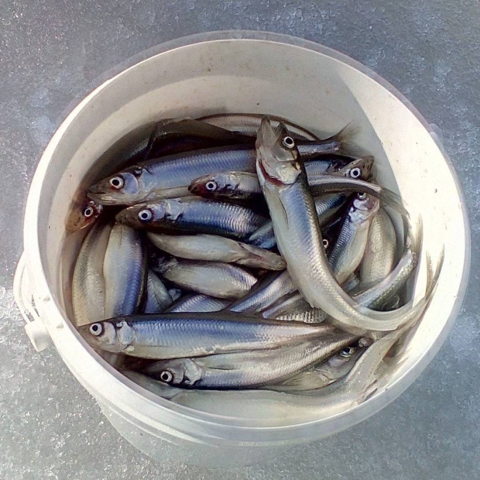 Корюшка зубатка вакуум