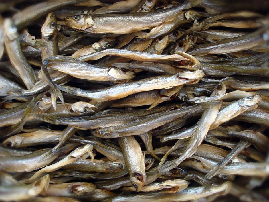 Ловля корюшки