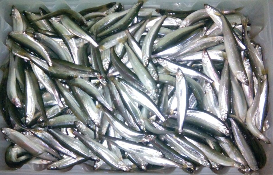 Карельская корюшка