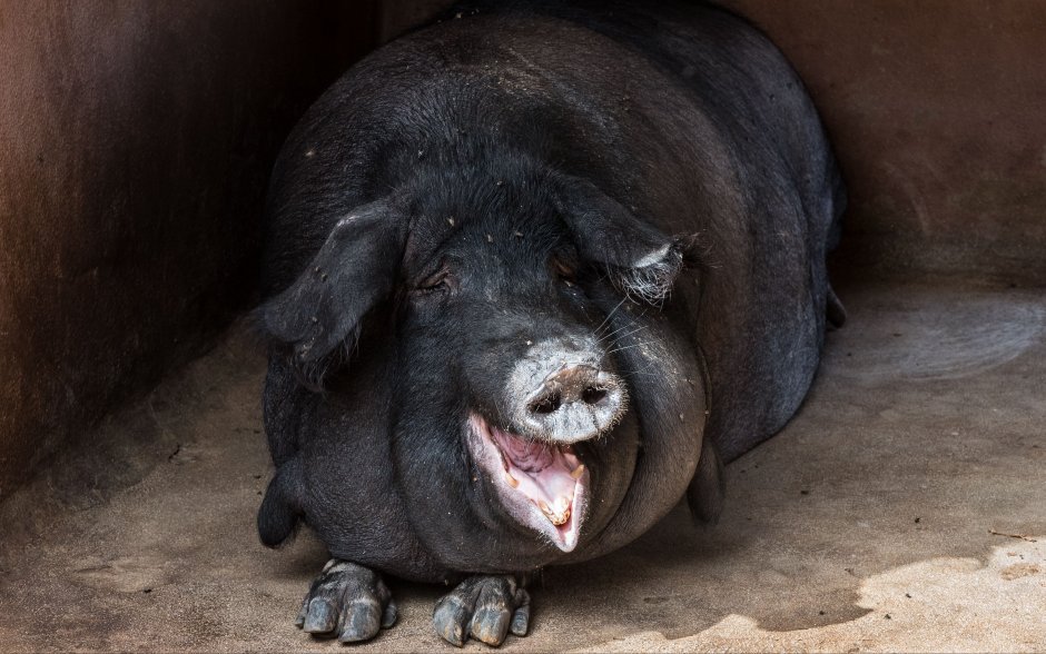 Кабан боров хряк свинья