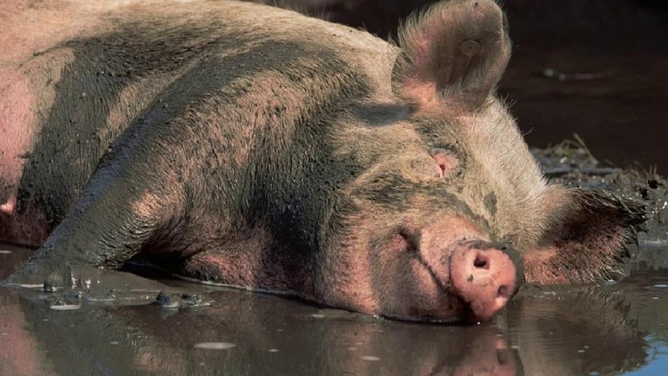 Вьетнамская вислобрюхая свинья