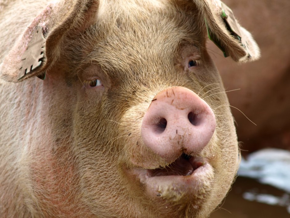 Beyond good Evil арт