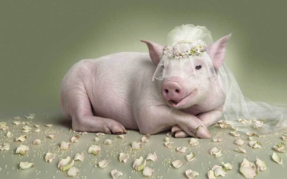 Смешные свинки