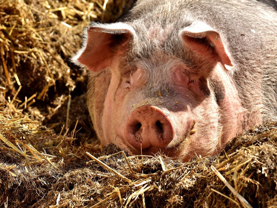 Свинья Визенау