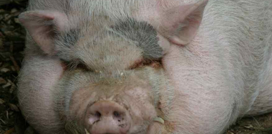 Вьетнамская вислоухая свинья