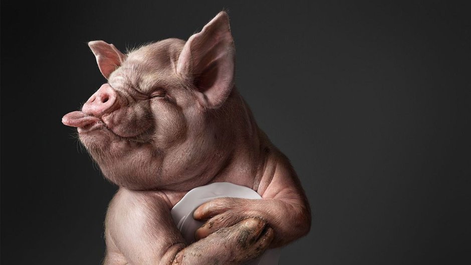 Свинья бегает