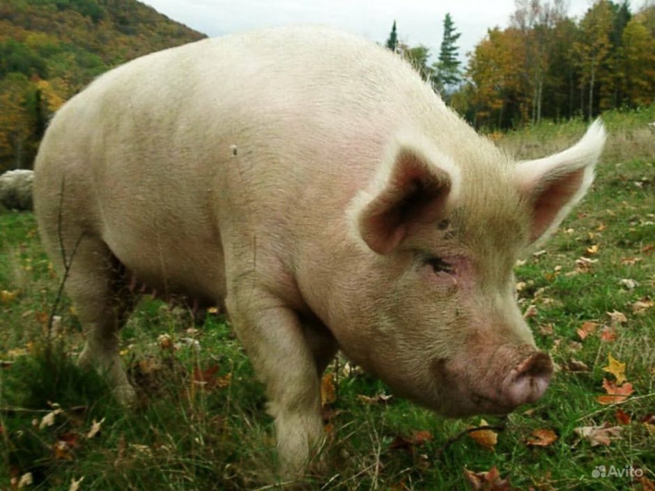 Фото свиньи