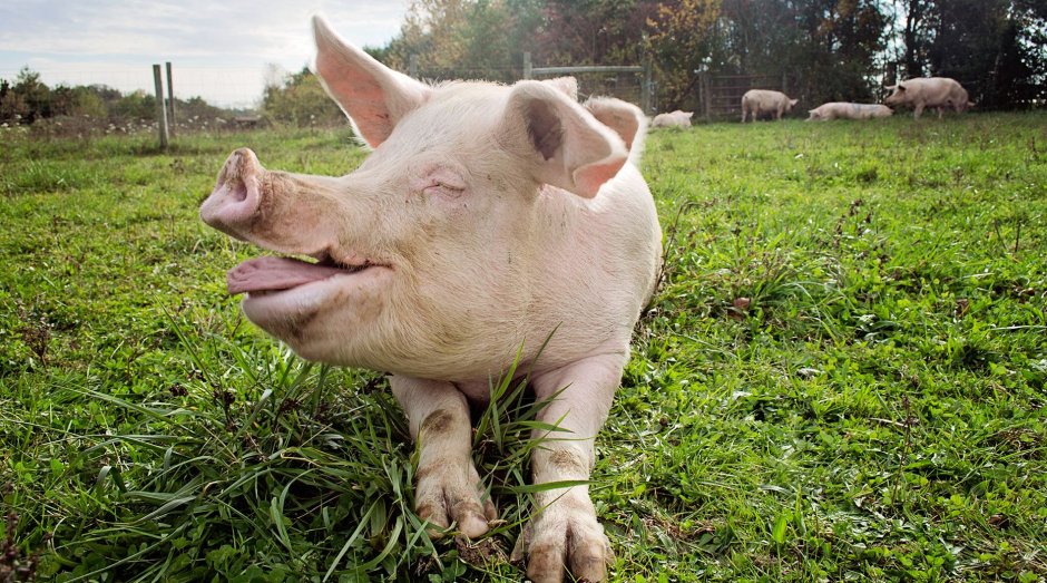 Злой поросенок