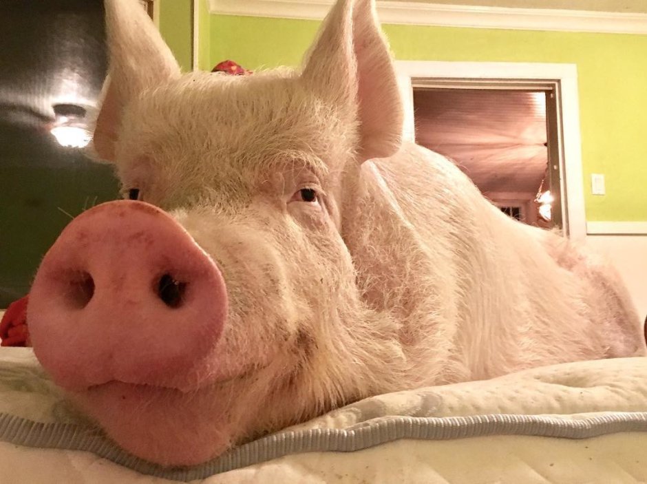 Свинья с сигаретой