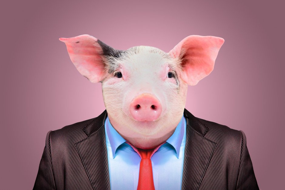 Лакомб порода свиней