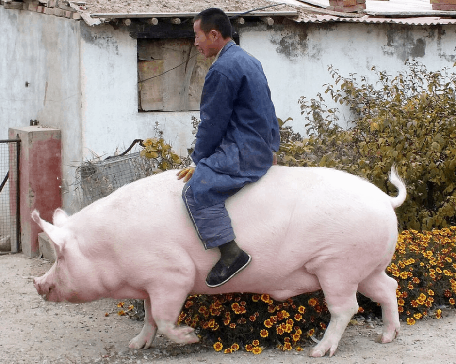 Минипиг хряк