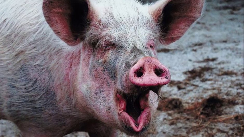 Свинья хрюкает