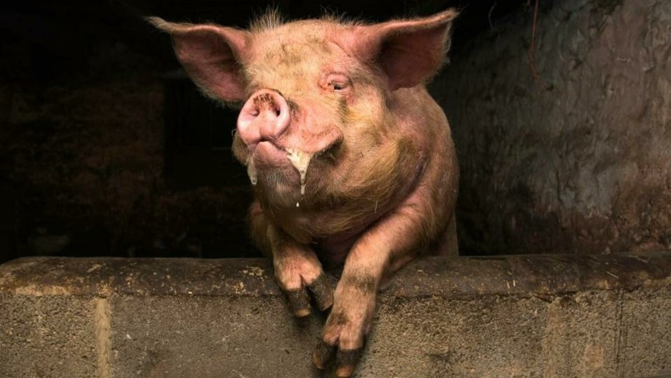 Кабан в лесу