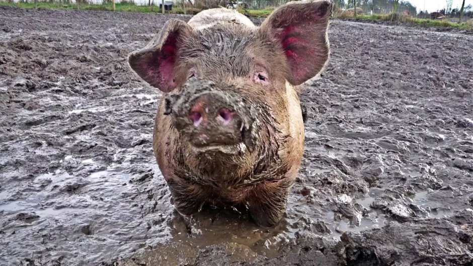 Чистая свинья