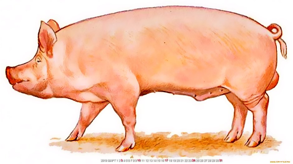 Поросенок за компьютером