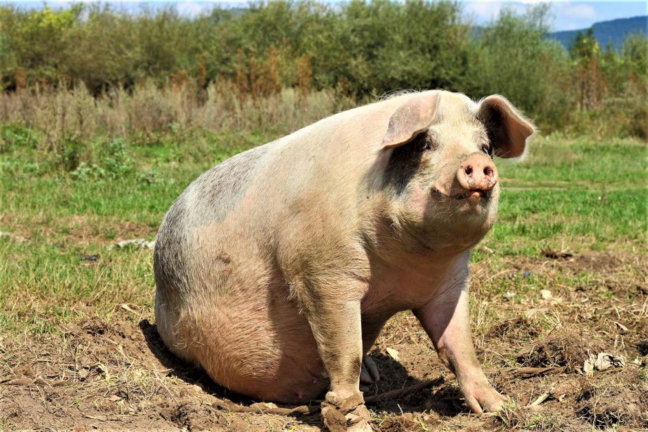 Боевой кабан