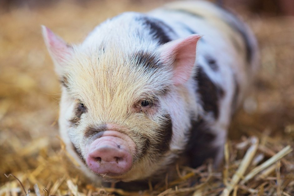 Крупная белая порода свиней