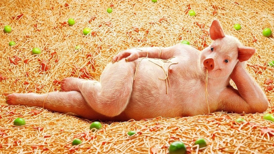 Красивый поросенок