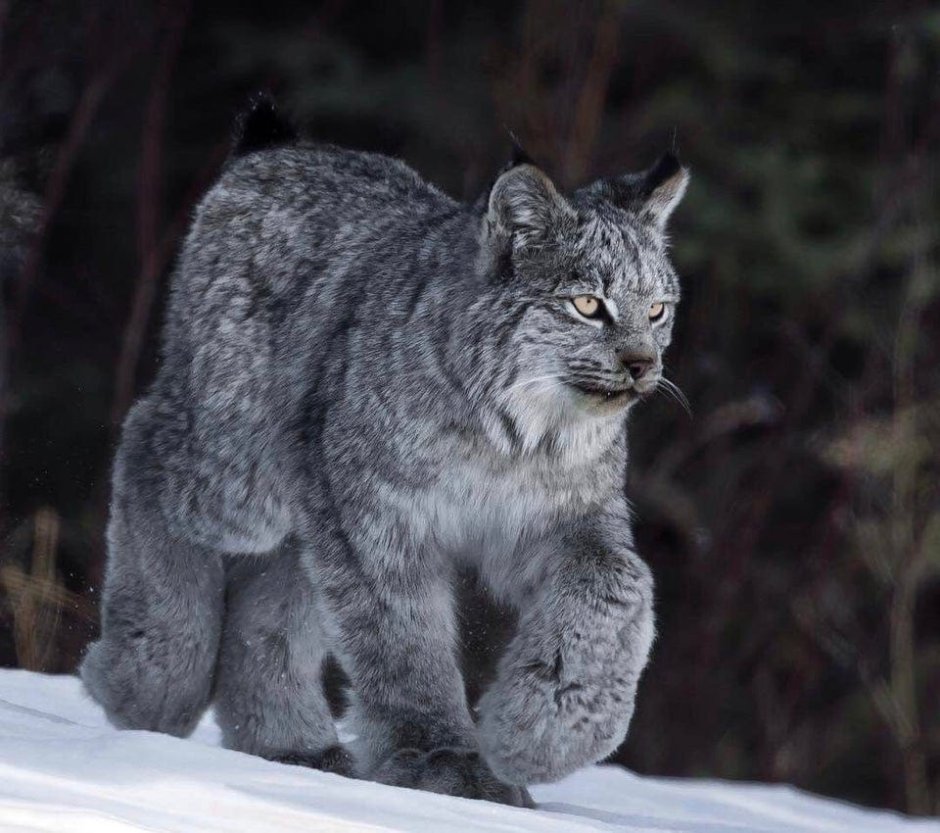 Кот Линкс
