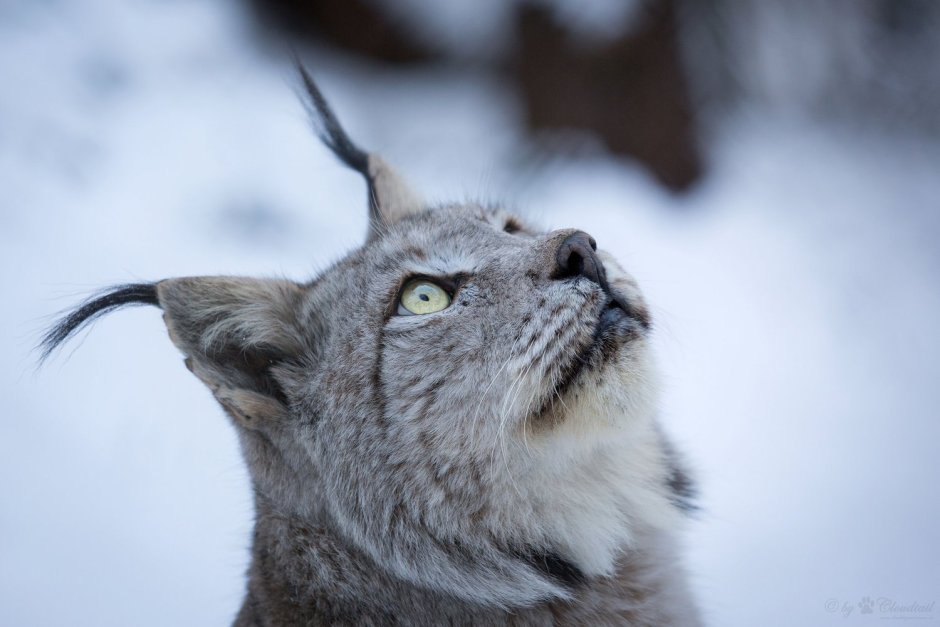 Рысь обыкновенная Lynx Lynx Linnaeus, 1758