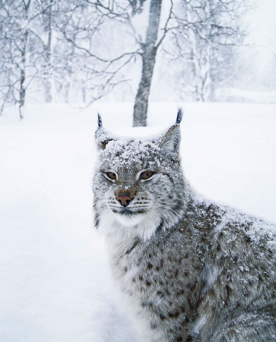 Серая Дикая кошка