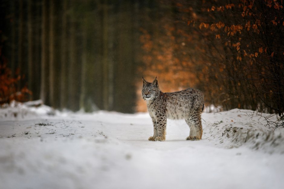 Зимние Дикие кошки