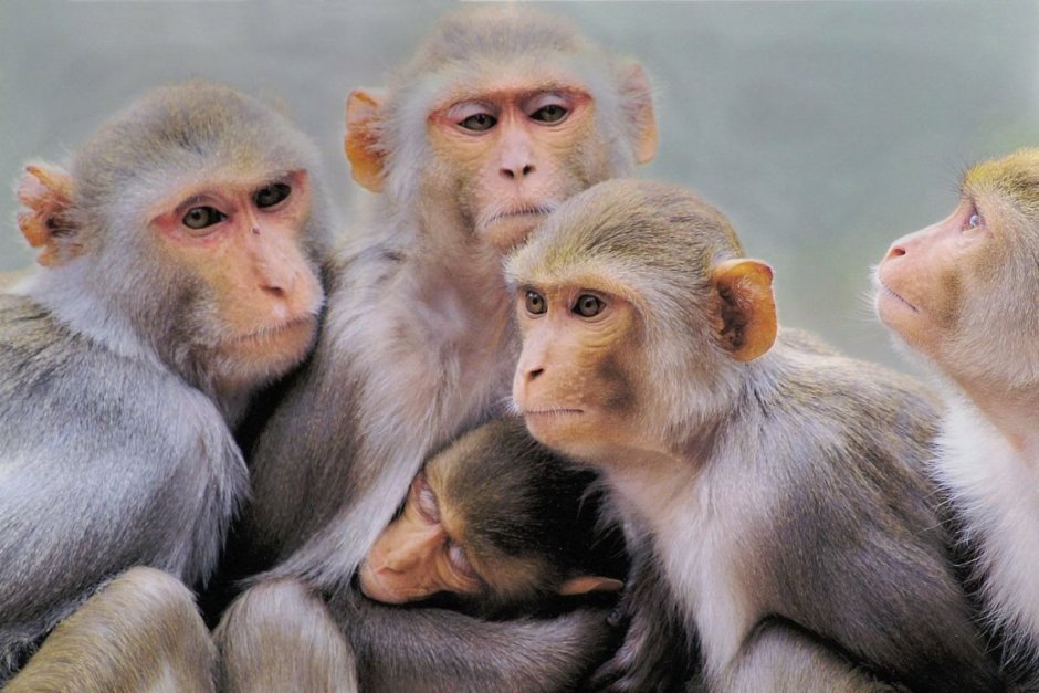 Cercopithecus Lomamiensis