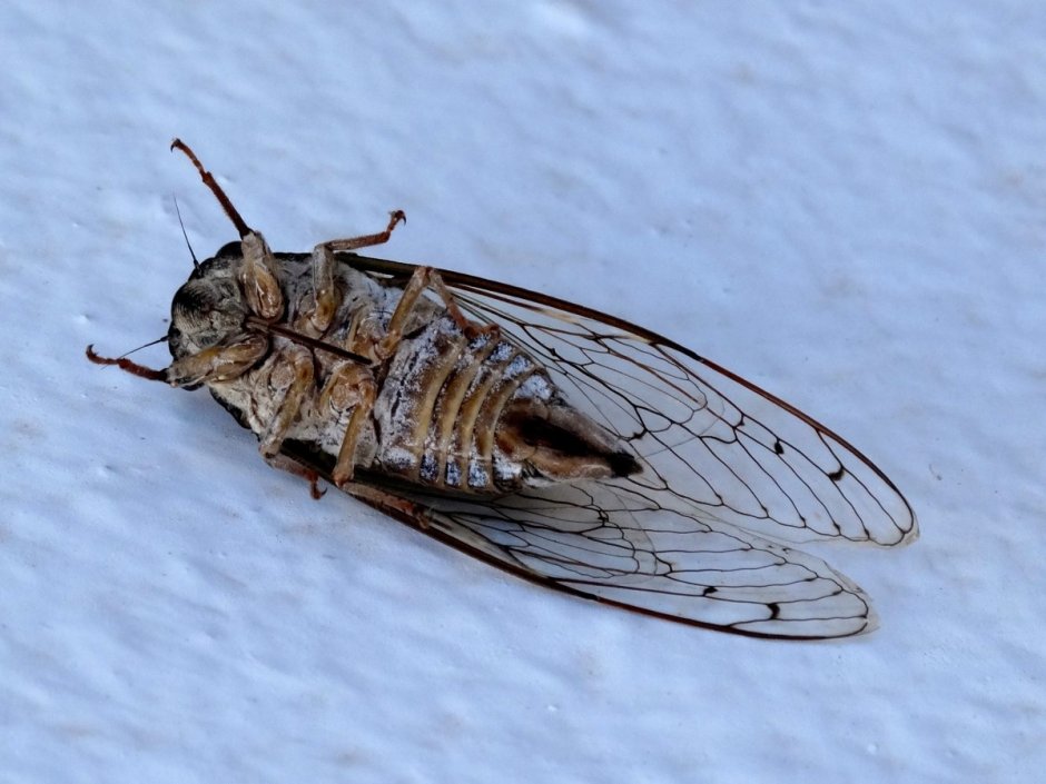 Слепень Tabanus