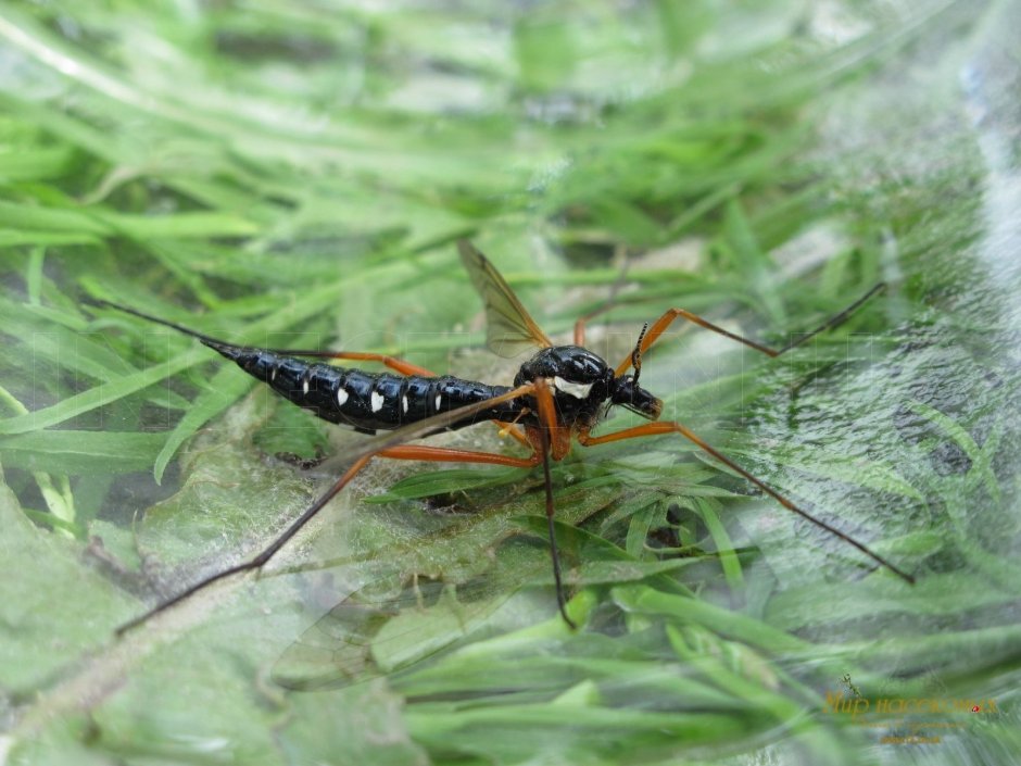 Жук-олень (Lucanus Cervus)