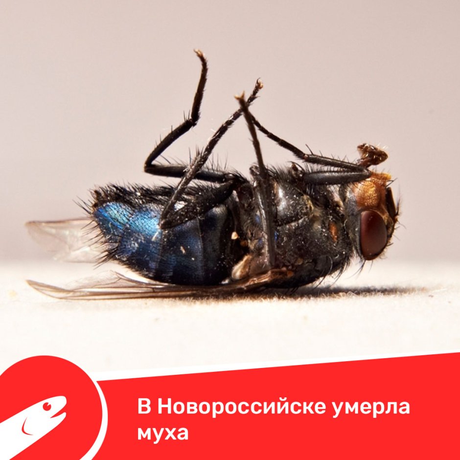 Макросъемка насекомых