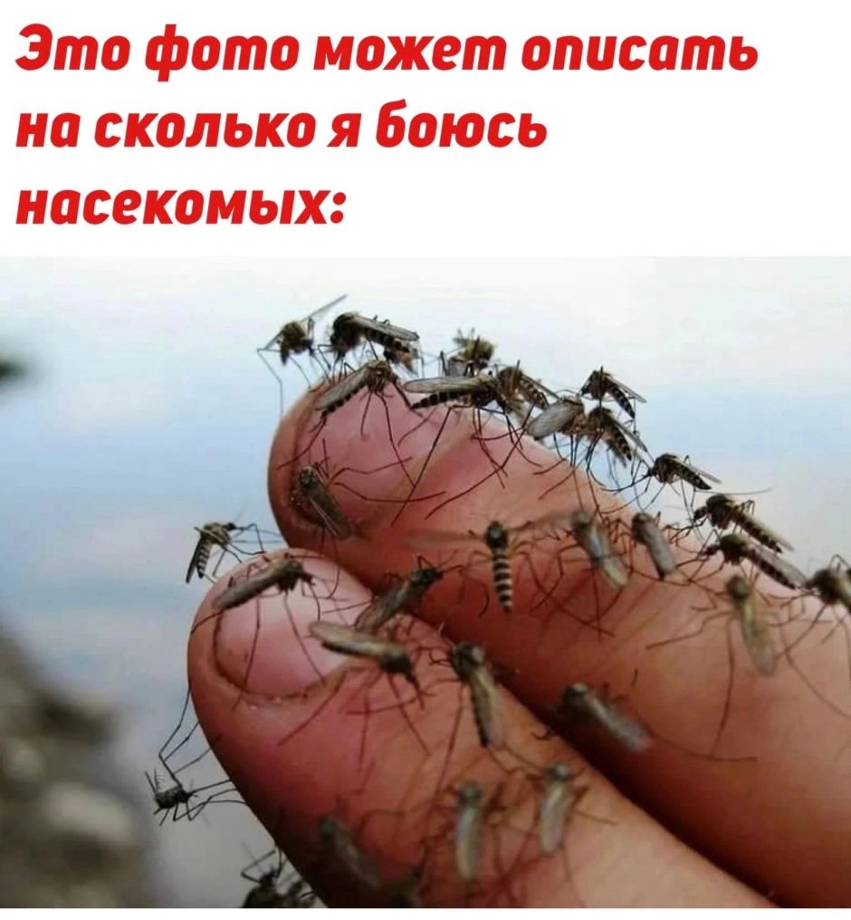 Крылья цикады