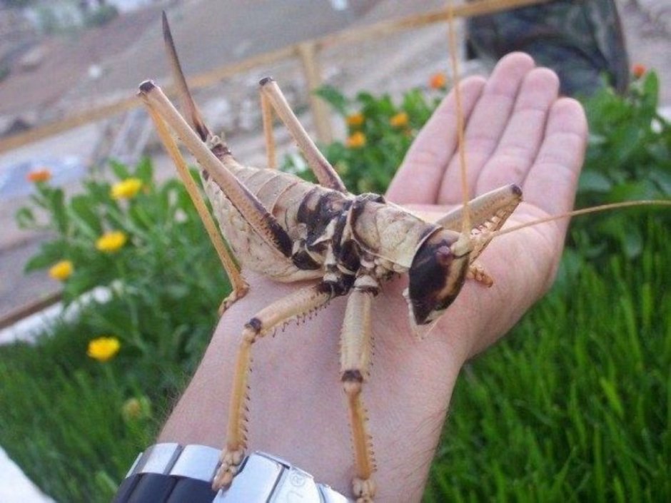 Жук кобылка