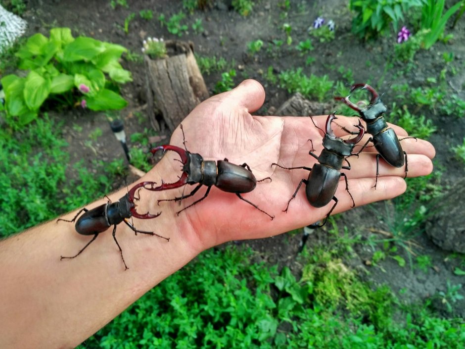 Самые красивые бабочки Якутии