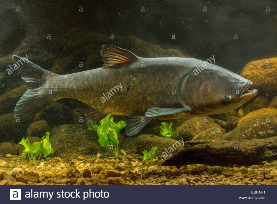 Толстолобик Hypophthalmichthys